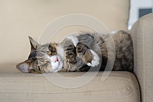 Cat curled up asleep