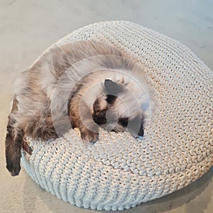 Cat curled up on a beanbag.