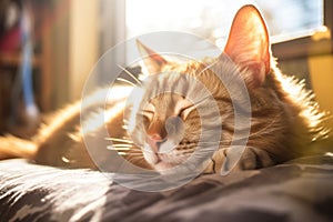 cat curled up sleeping in a warm sunbeam