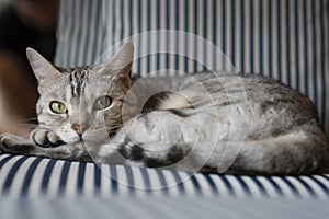 Cat on cushion