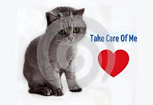 Cat Cut British Kitty With red Heart ,Animal protection , lovely kitten card