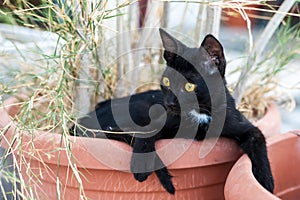 Cute black cat gazing photo