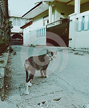 Cat. Cute. Grey. In road. Evening. Sad. Hungry