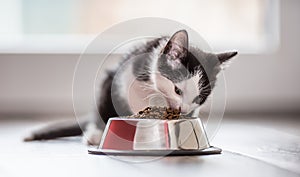 Cat. Cute little kitten with a bowl of granules at home or in the garden