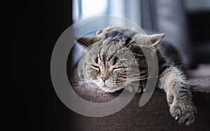 Cat Cute little Cat sleeping on  sofa at my home cat perfect dream