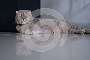 Cat Cute little Cat sleeping on  sofa at my home cat perfect dream