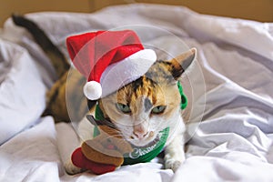 Cat cute santa hat funny Christmas day