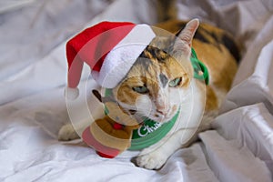 Cat cute santa hat funny Christmas day