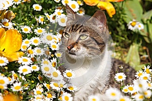 Cat in daisies