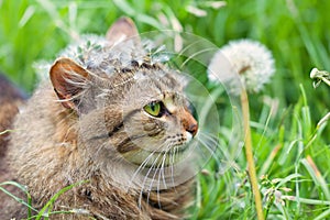 Cat with dandelion