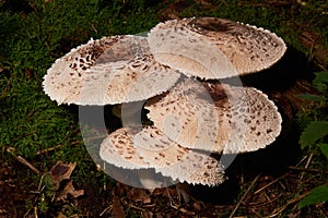 The Cat Dapperling (Lepiota felina) is an poisonous mushroom