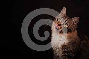 Cat on a dark background