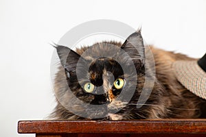 Cat dark maincoon of tortoise color with an expressive look