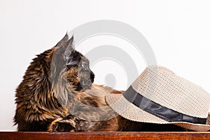 Cat dark maincoon of tortoise color on the table under the hat in profile