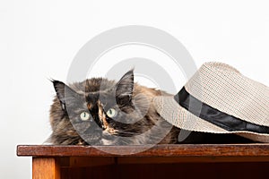 Cat dark maincoon of tortoise color under a hat with an expressive look