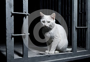 Cat in a dark prison cell. AI created. photo