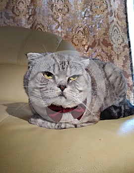 Cat in dark red bow tie is sitting on the sofa. Best friend pet at wedding day