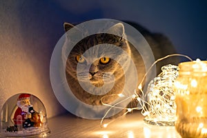 Cat in a dark room next to Christmas led lights
