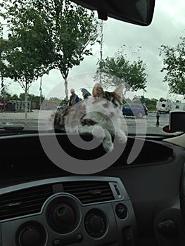 Cat on the dash of a car