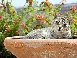 Gatto decorativo pentola al di fuori 