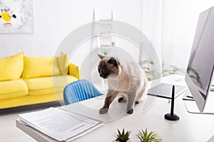 cat on desk near computer monitor