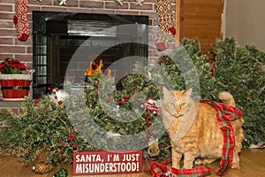 Cat Destroys Christmas