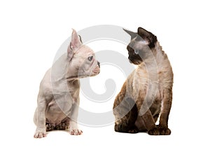 Cat devon rex and puppy dog french bulldog looking at each other