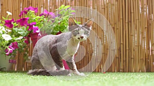 The cat Devon Rex sits on against the flowers, and washes his paw