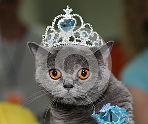 Cat with a diadem. photo