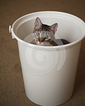 Cat in a diaper pail