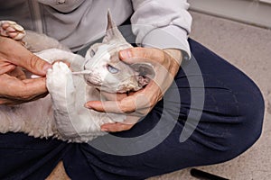 The cat didn't like the cotton swab and grabbed it with his paws. Kitty's ear is being cleaned