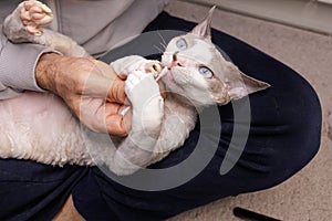 The cat didn't like the cotton swab and grabbed it with his paws. Kitty's ear is being cleaned