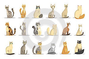Cat different breeds set, cute pet animal vector Illustrations
