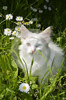 A cat with different eyes sits in the grass. The kitten has eyes of different colors. Blue-eyed pet in daisies