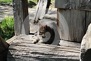 Cat in Dimitrie Gusti National Village Museum in Bucharest photo