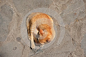 Yellow cat on the ground