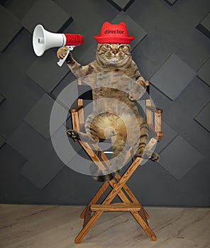 Cat director on chair