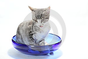 Cat and dish
