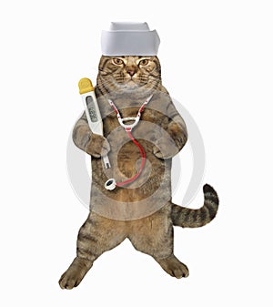 Cat vet with stethoscope and thermometer