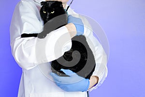 cat doctor.Veterinary procedures for cats.Cat health.Big black cat in the hands of a veterinarian on a purple background