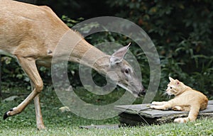 cat and doe greetings