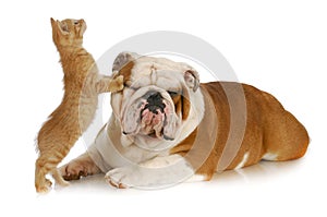 Cat and dog img