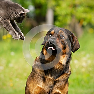 Cat and dog