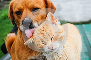 Cat and Dog