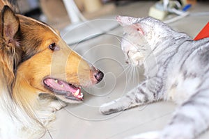 Cat and dog