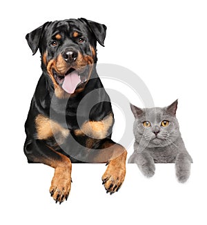 Cat and dog above banner