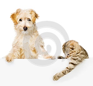 Cat and Dog above white banner looking at camera.