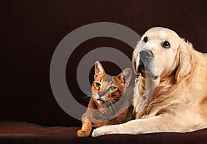 Gato a el perro gatito  perro perdiguero de oro apariencia sobre el a la izquierda 