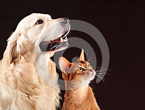 Cat and dog, abyssinian kitten , golden retriever