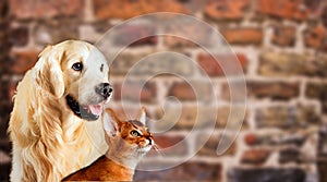 Cat and dog, abyssinian kitten , golden retriever looks at right in front of bright brick wall.